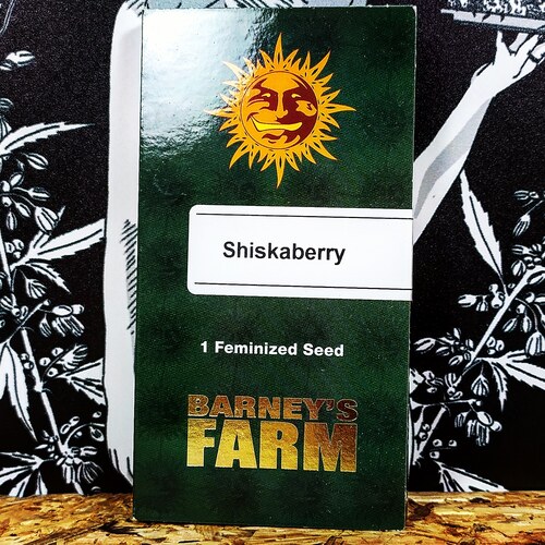 SHISKABERRY (1 UD) FEM BARNEY´S FARM