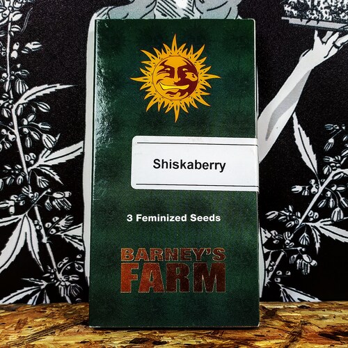 SHISKABERRY (3 UD) FEM BARNEY´S FARM