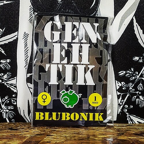 BLUBONIK (1UD) FEM GENEHTIK