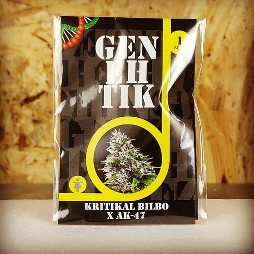 KRITIKAL BILBO X AK-47 (1UD) FEM GENEHTI