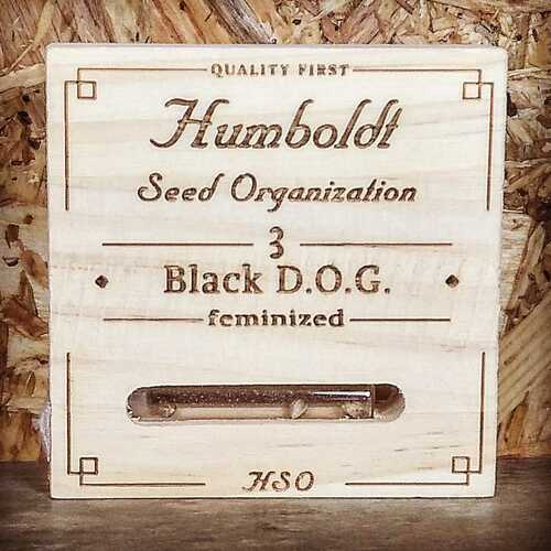 BLACK D.O.G. (3 UD) FEM HUMBOLDT SEEDS ORG