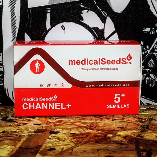 CHANNEL + (5 UD) FEM MEDICAL SEEDS