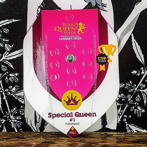 SPECIAL QUEEN 1 (1UD) FEM ROYAL QUEEN