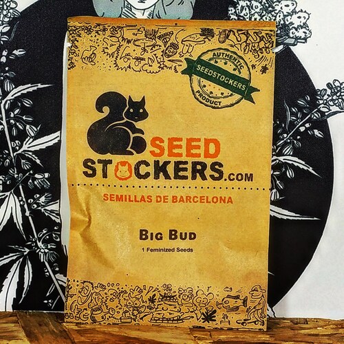 BIG BUD (1UD) FEM SEEDSTOCKERS