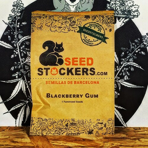 BLACKBERRY GUM(1UD) FEM SEEDSTOCKERS