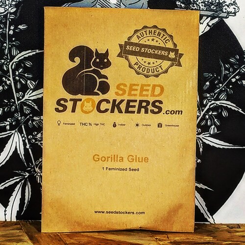 GORILLA GLUE (1UD) FEM SEEDSTOCKERS