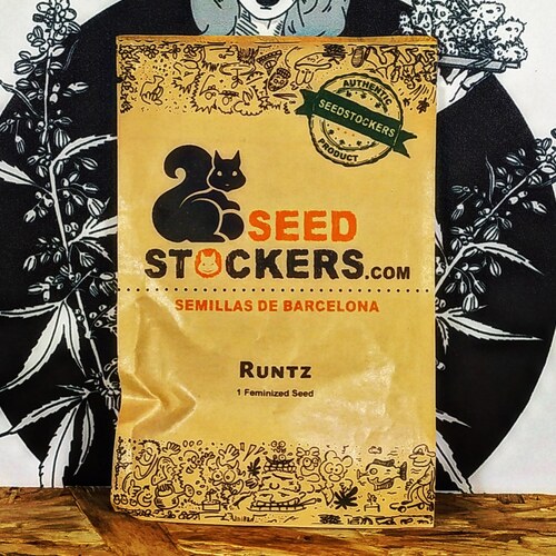 RUNTZ (1UD) FEM SEEDSTOCKERS