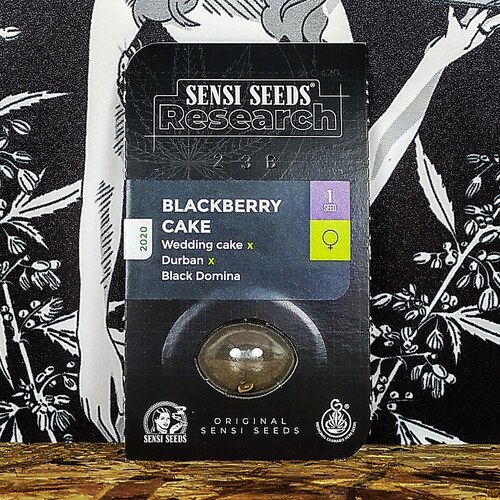 BLACKBERRY CAKE (1UD) FEM SENSI SEEDS RE