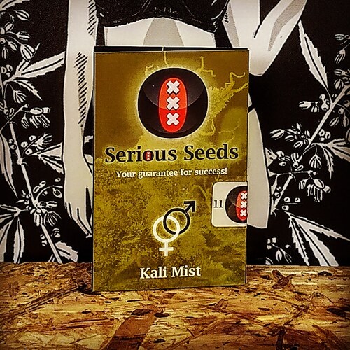 KALI MIST (11UD) REG SERIOUS SEEDS